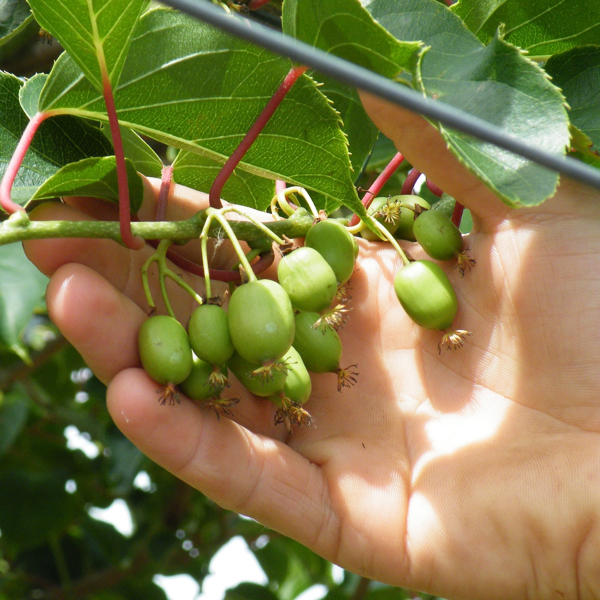 Kiwi - Actinidia arguta 'Geneva' (mini-Kiwi) D9