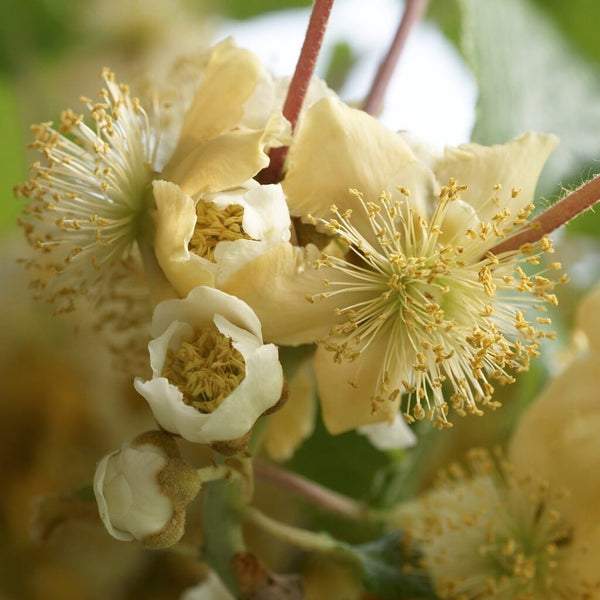 Kiwi - Actinidia deliciosa 'Atlas' (mascul polenizator)