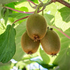Kiwi - Actinidia deliciosa 'Jenny' (biologická kultura) - odolný proti mrazu a samosprašný