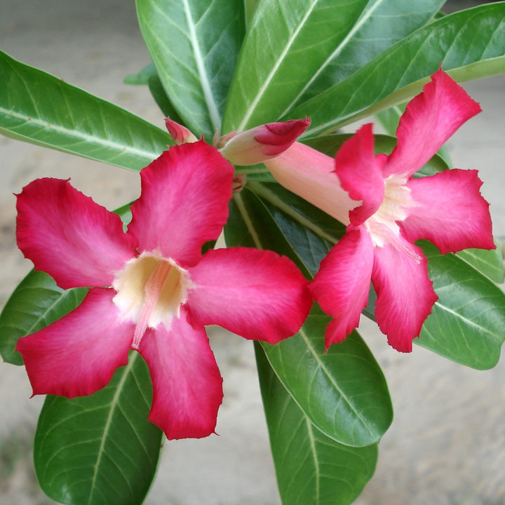 Adenium obesum 'Anouk'