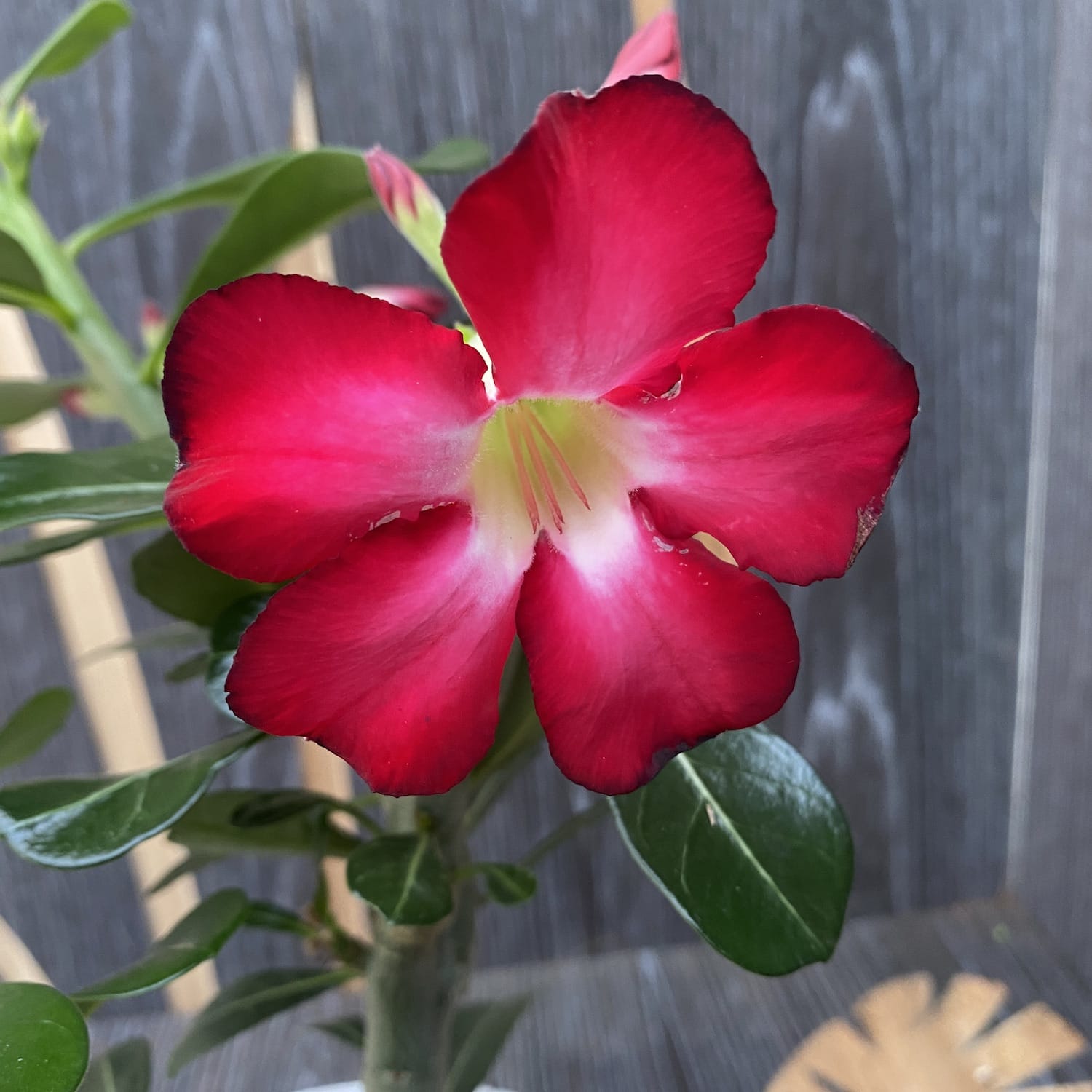 Adenium Obesum Anouk Desert Rose Floraria Secret Garden Sg 1339