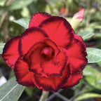 Adenium Obesum 'Hongfu'