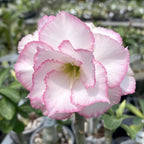 Adenium Obesum 'Joe'