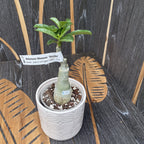 Adenium Obesum 'Smoke'