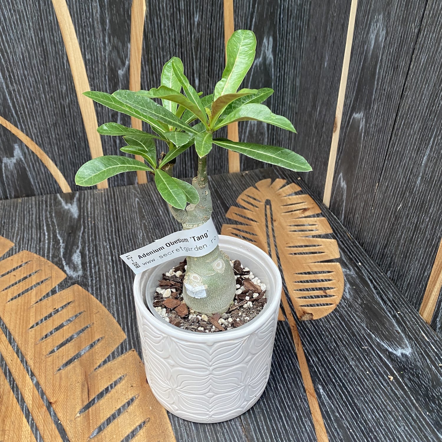 Adenium obesum 'Tang'