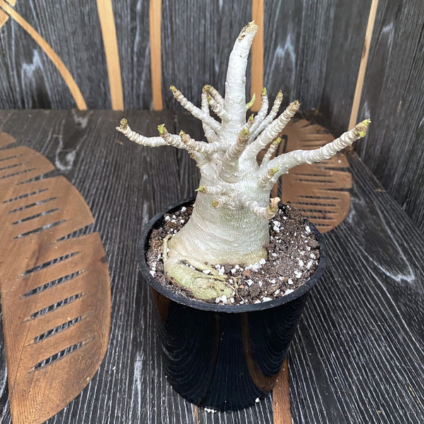 Adenium arabicum 'Baobab' D12
