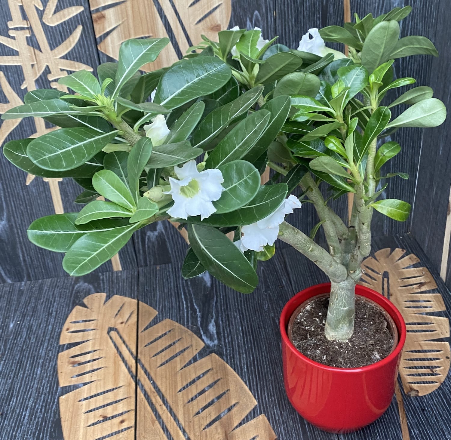 Adenium obesum 'India White' - exemplare XL