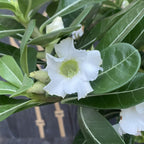 Adenium obesum 'India White' - XL példányok