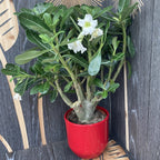 Adenium obesum 'India White' - XL példányok