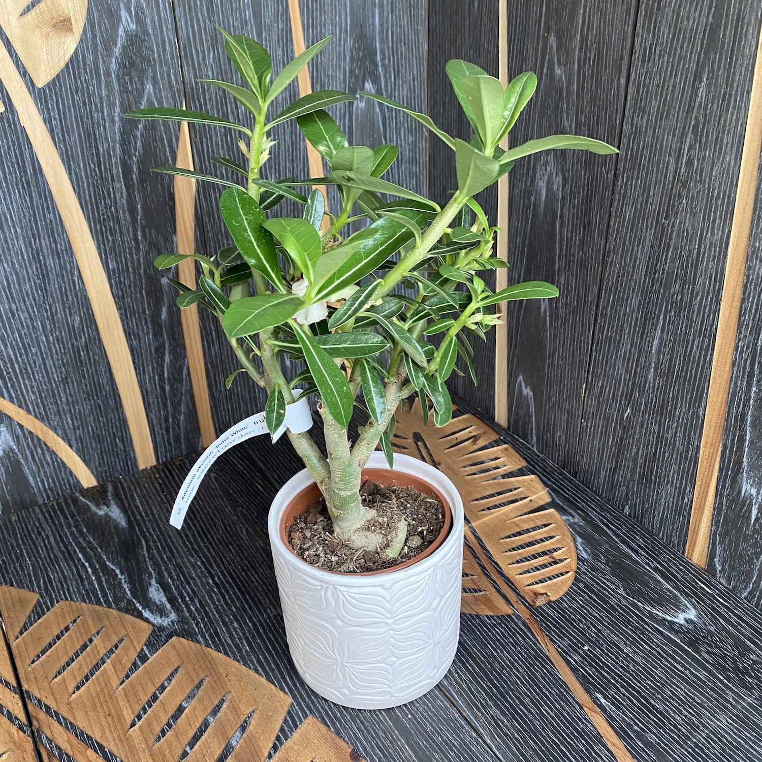 Adenium obesum 'India White'