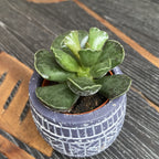 Adromischus cooperi D6