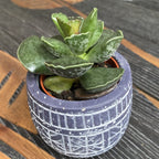 Adromischus cooperi D6