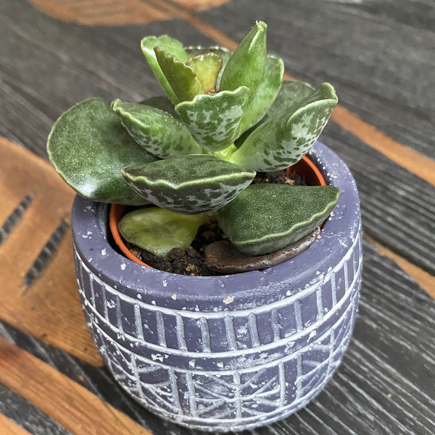 Adromischus cooperi D6