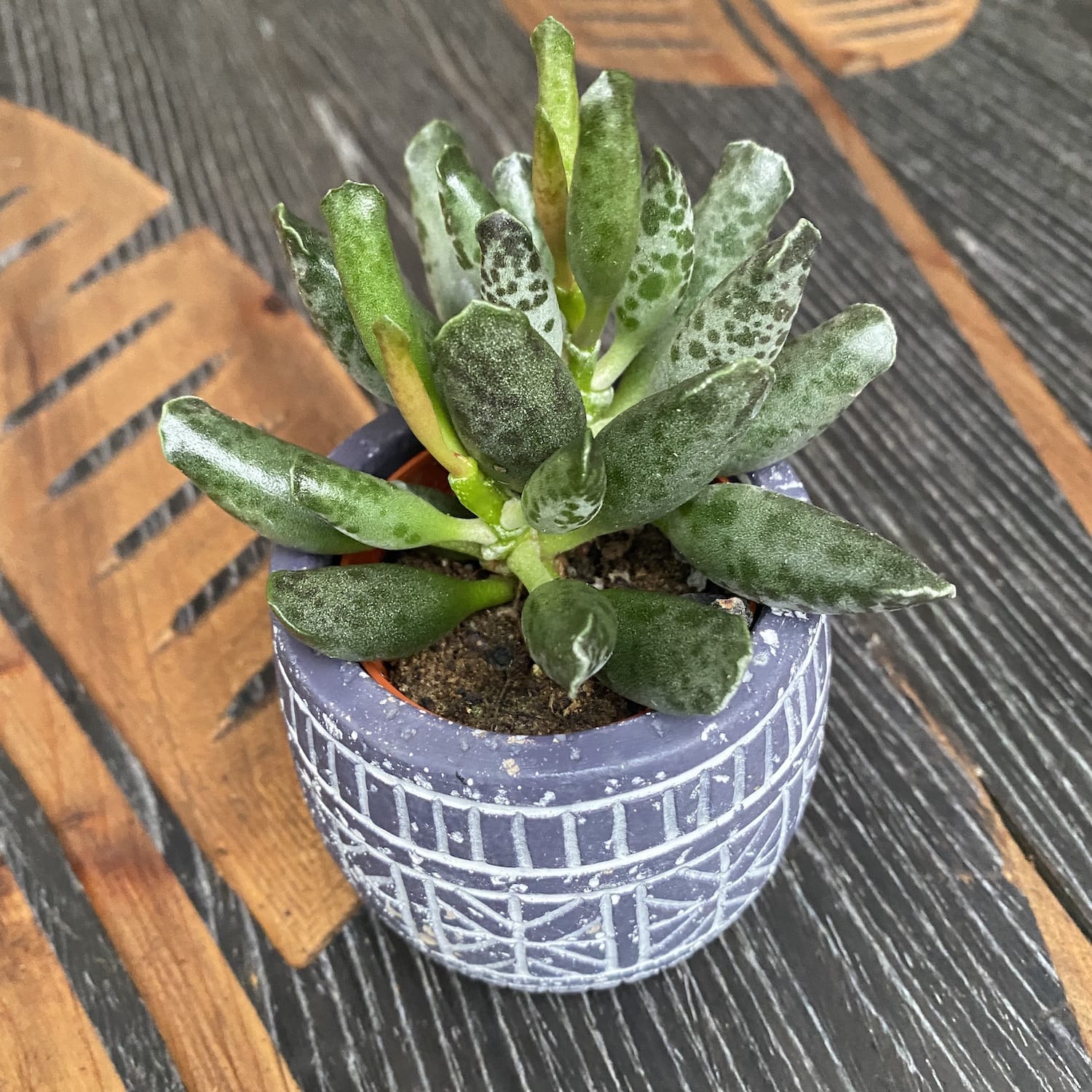 Adromischus cooperi 'Festivus' D6