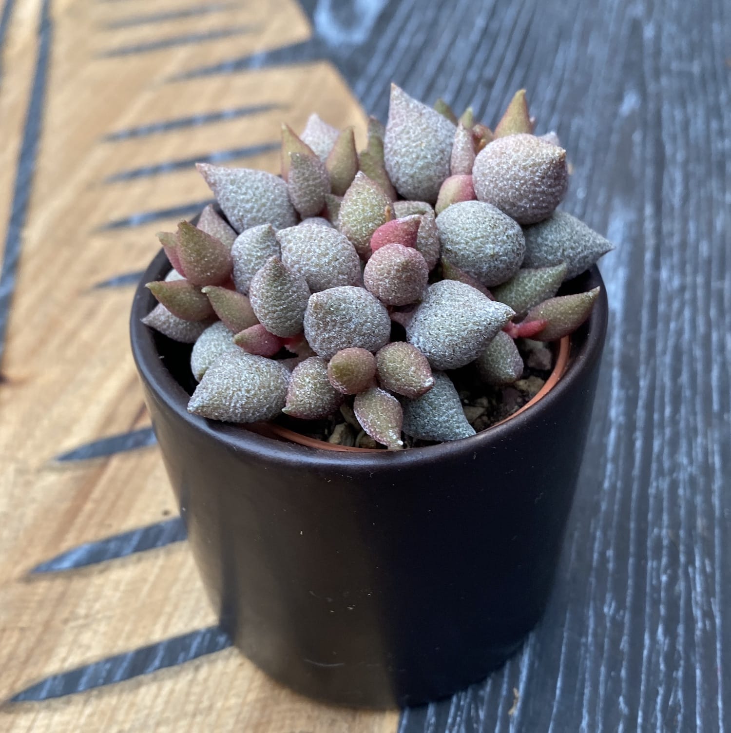 Adromischus marianae f. herrei aubergine