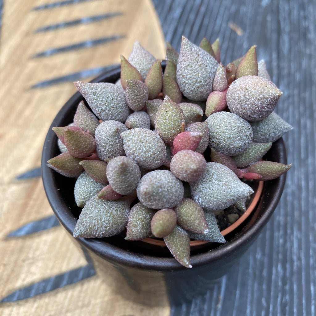 Adromischus marianae f. herrei baklažánový