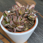 Adromischus trigynus 'Calico Hearts'