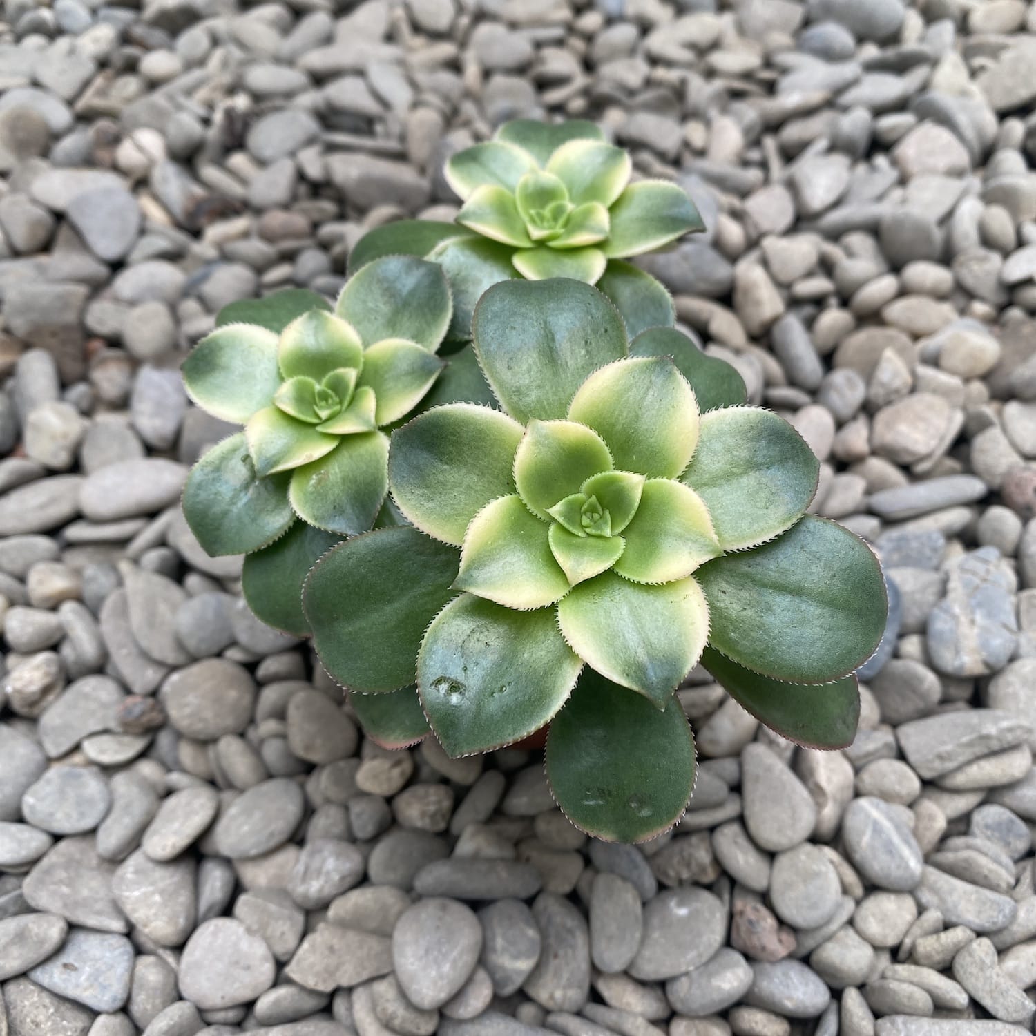 Aeonium Sunburst
