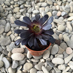 Aeonium arboreum Donker