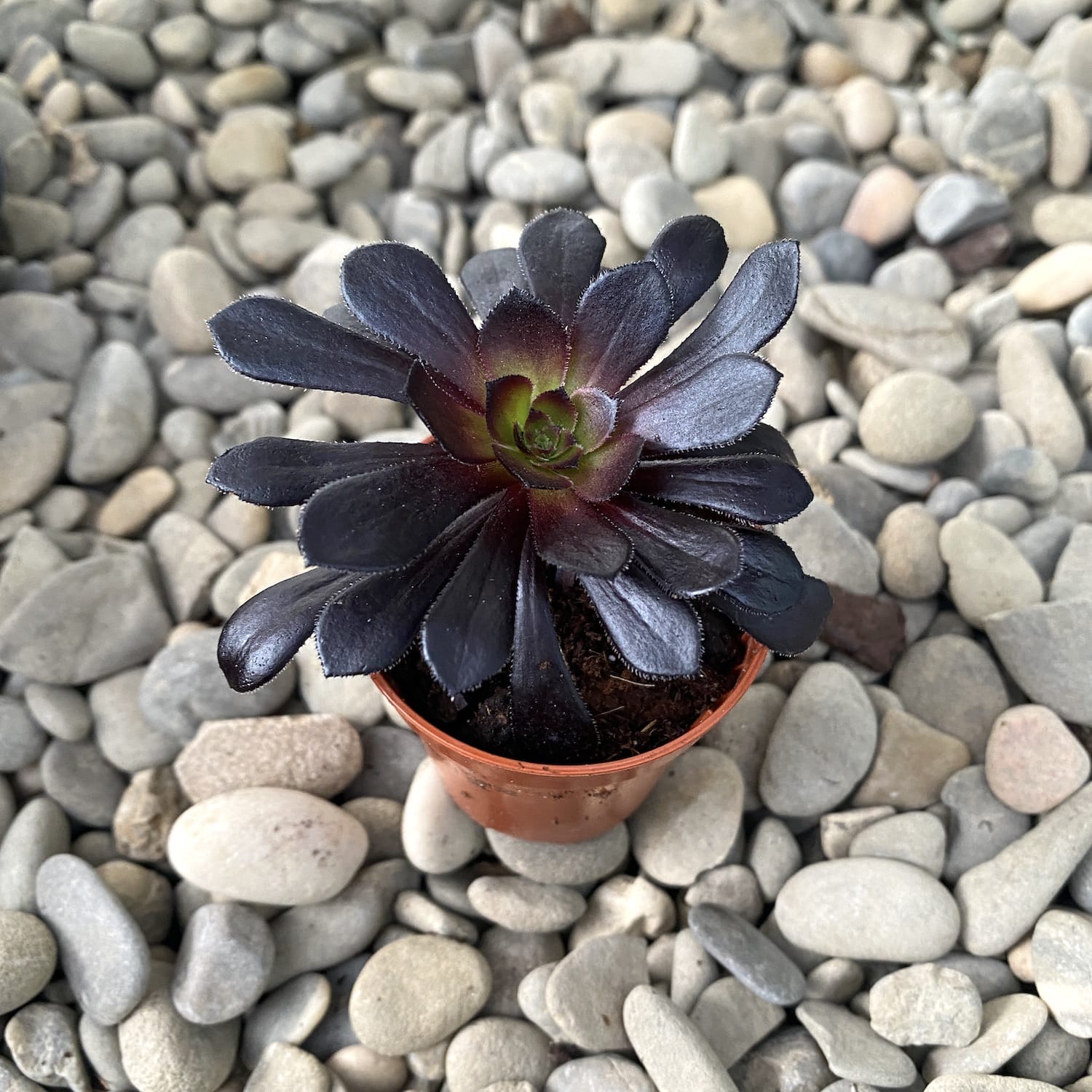 Aeonium arboreum Dark