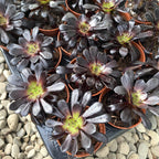 Aeonium arboreum Donker