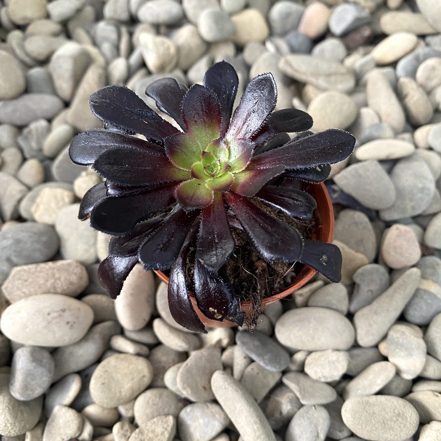 Aeonium arboreum Dark