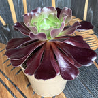 Aeonium arboreum Velour (trandafirul irlandez) D14