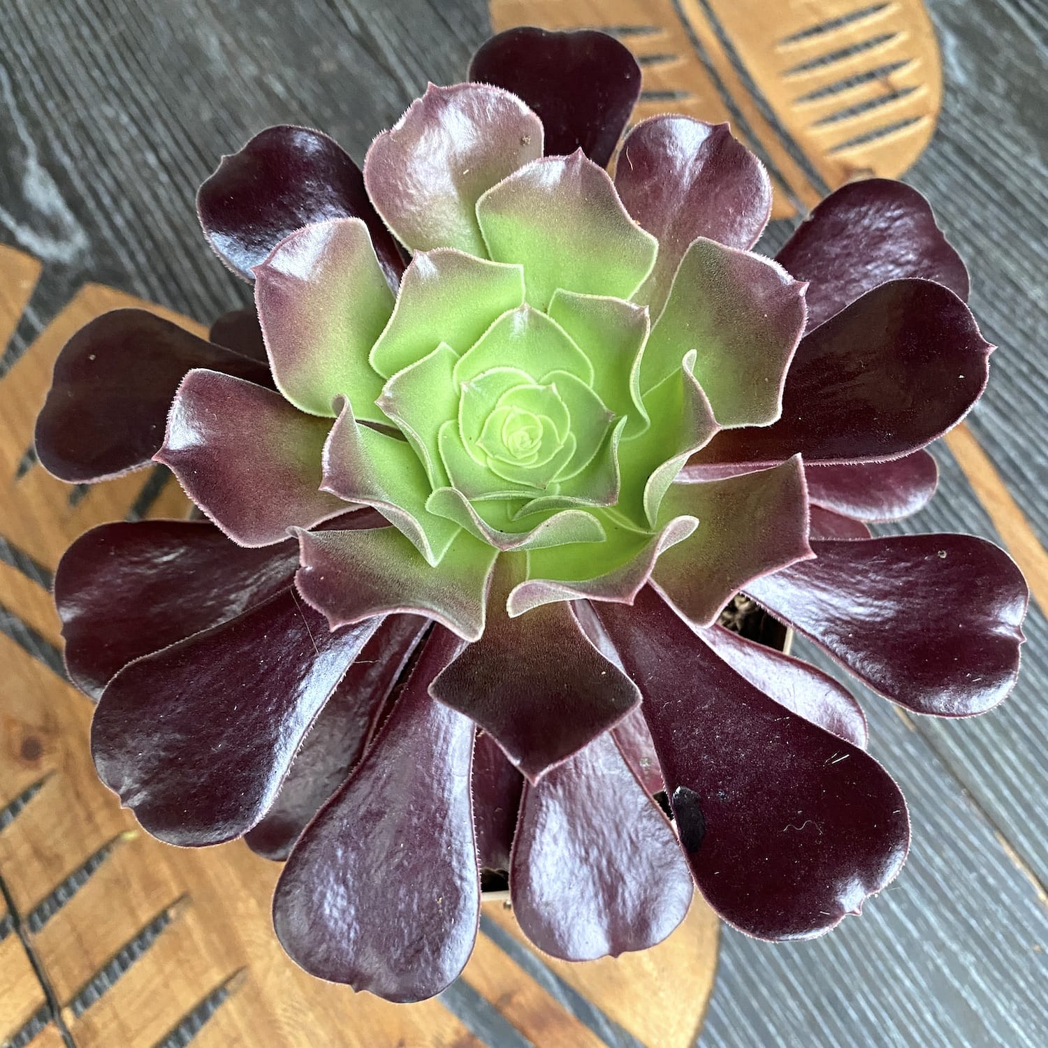 Aeonium arboreum Velour (trandafirul irlandez) D14