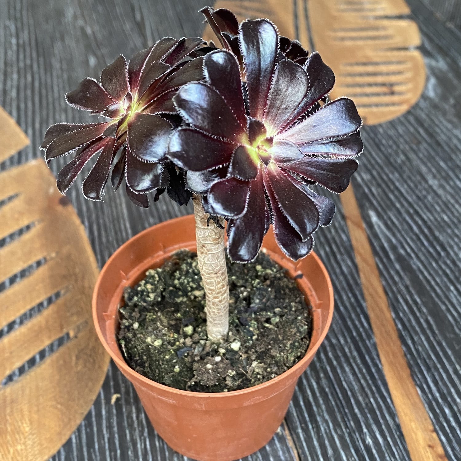 Aeonium arboreum 'Atropurpureum' (Black Rose)