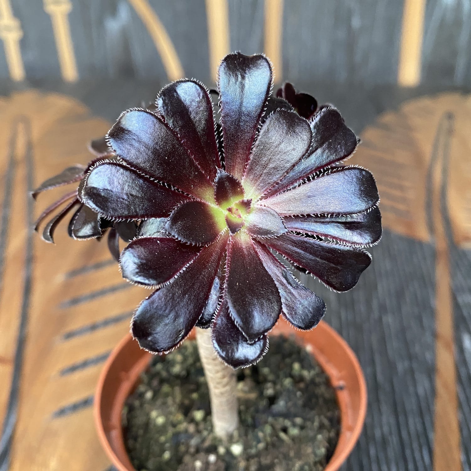Aeonium arboreum 'Atropurpureum' (Black Rose)