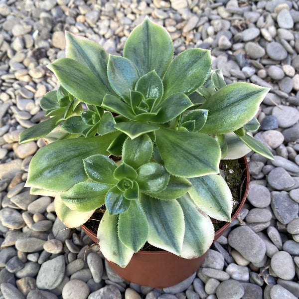 Aeonium variegat