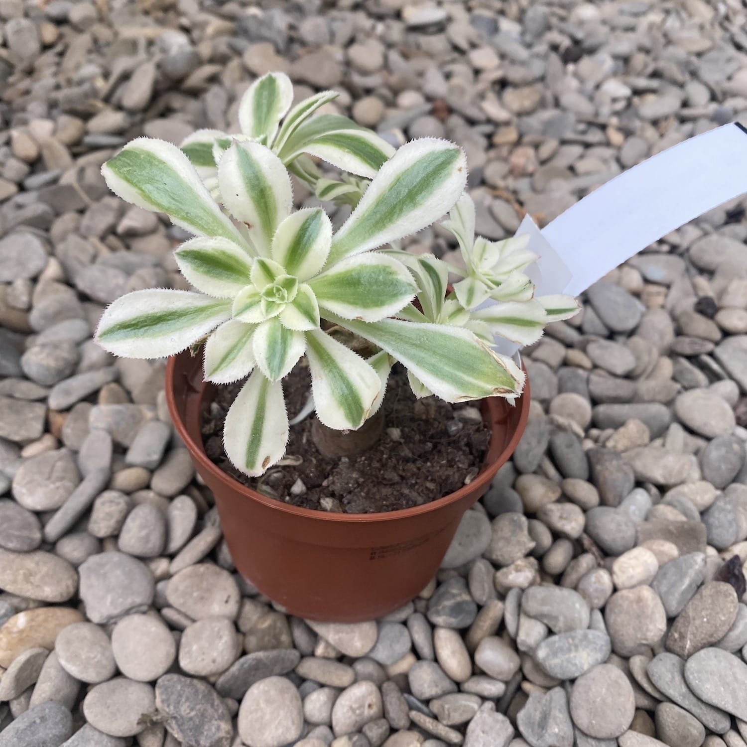 Aeonium variegatum