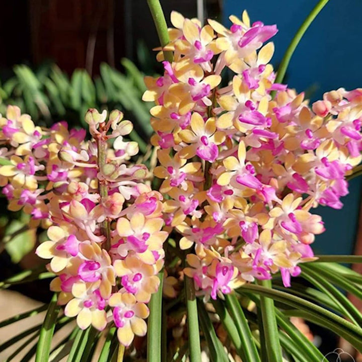 Seidenfadenia (Aerides) Mitrata 'Yellow'