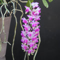 Aerides odorata 'Pink'