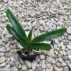 Aerides flabellata - flori parfumate