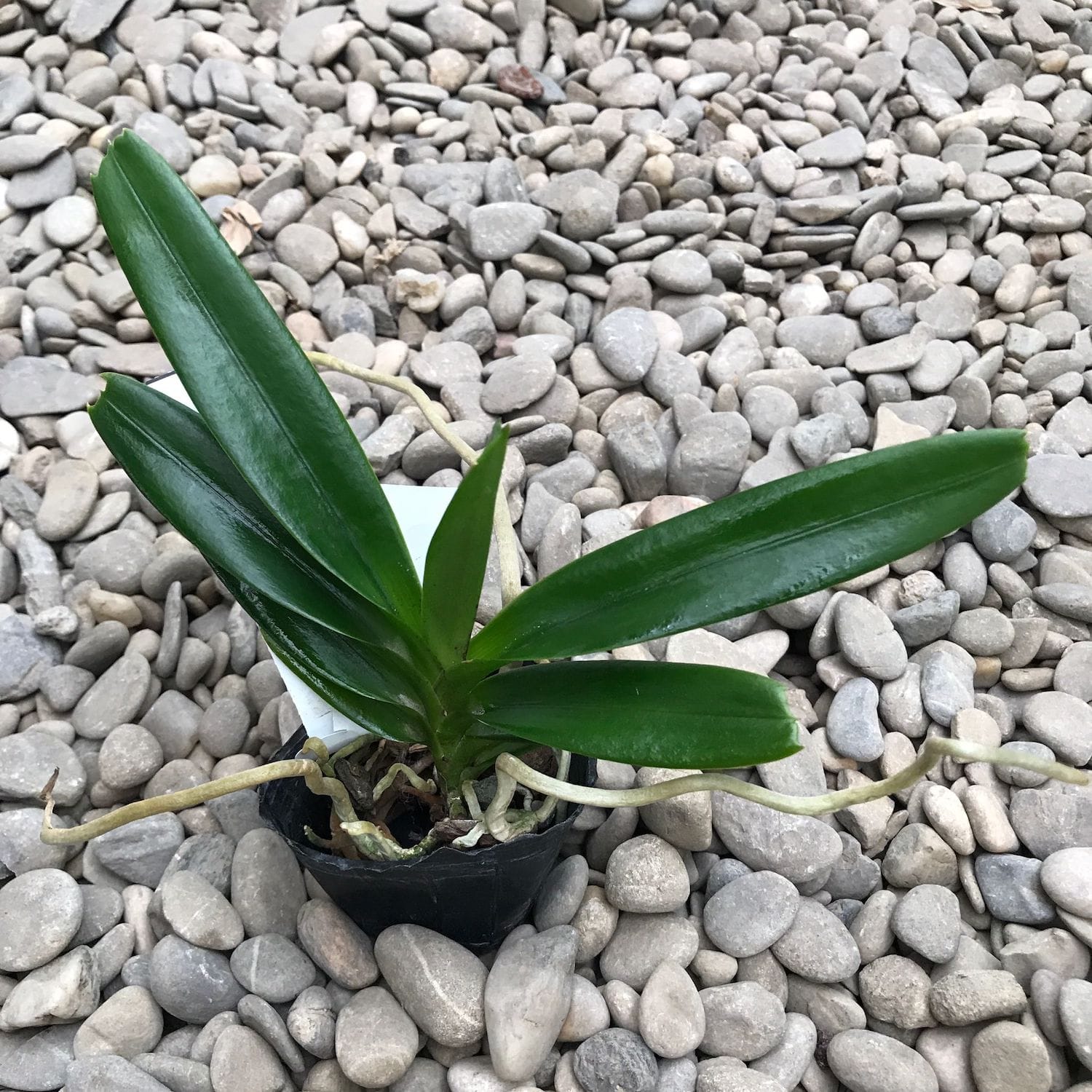 Aerides flabellata - flori parfumate