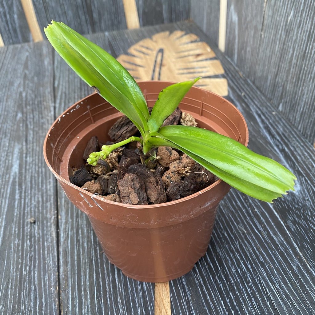 Aerides flabellata - flori parfumate