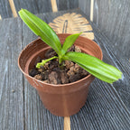 Aerides flabellata - illatos virágok