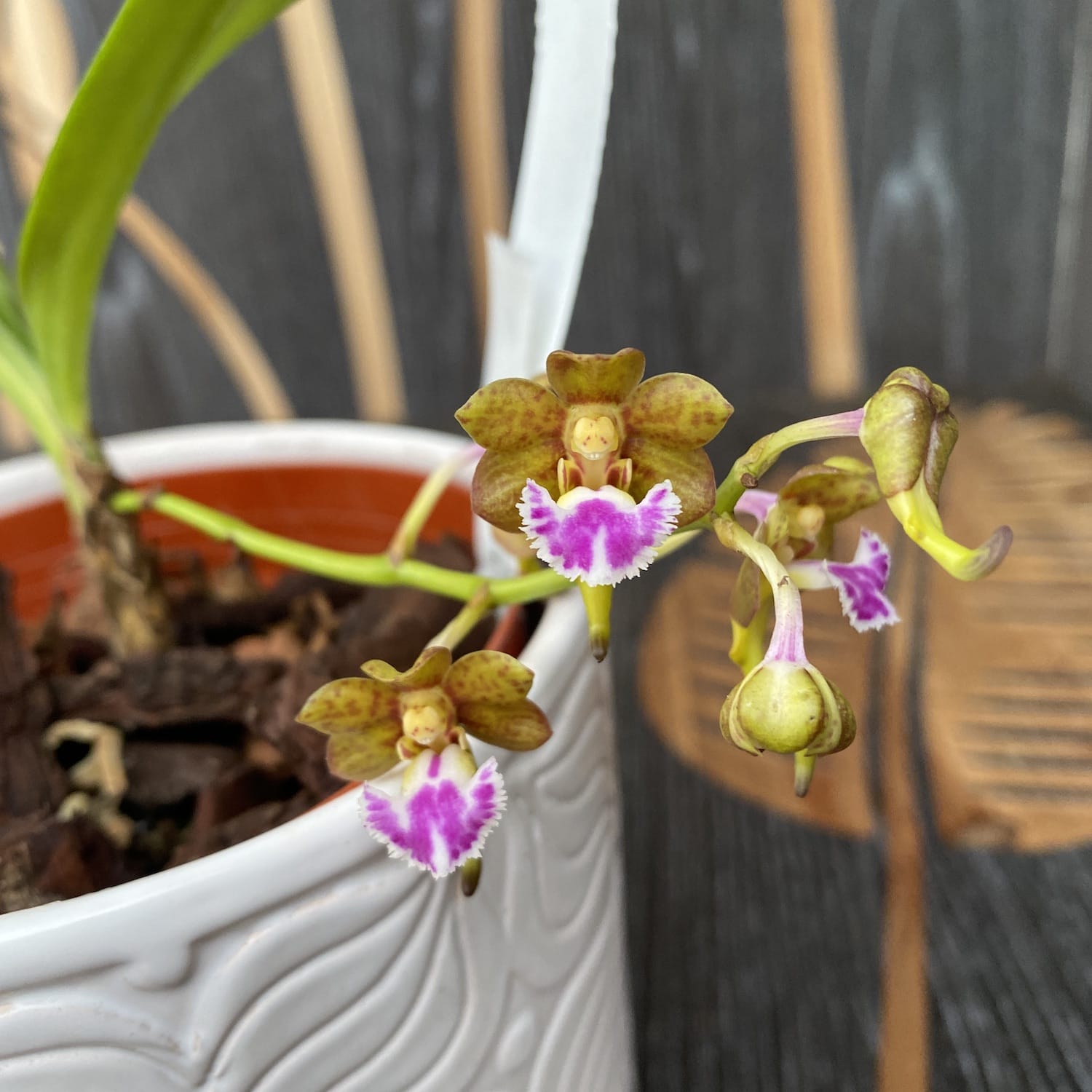 Aerides flabellata - fleurs parfumées