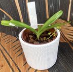 Aerides flabellata - illatos virágok