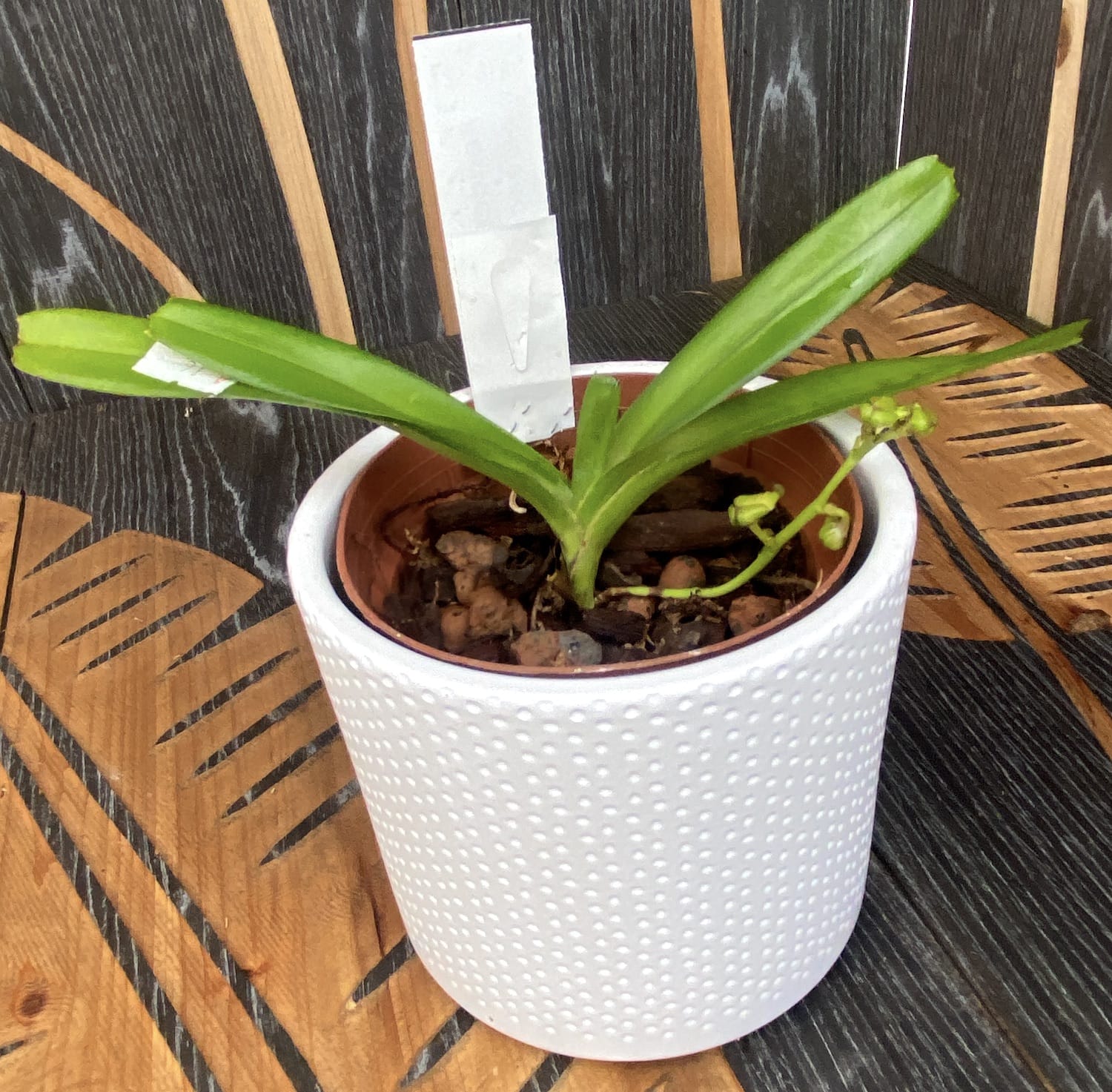 Aerides flabellata - duftende Blüten