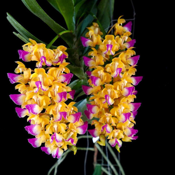 Aerides houlletiana