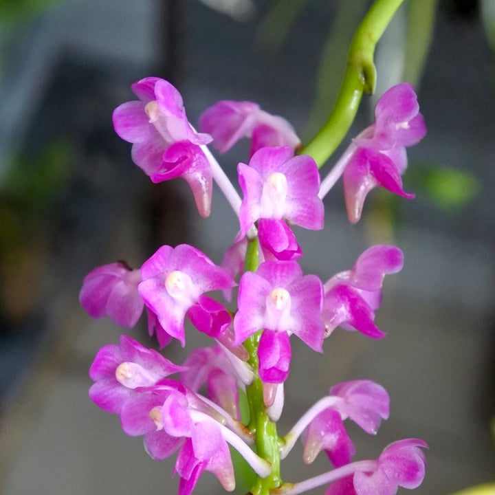 Aerides jarckiana