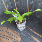 Aerides odorata 'Pink' *parfumata