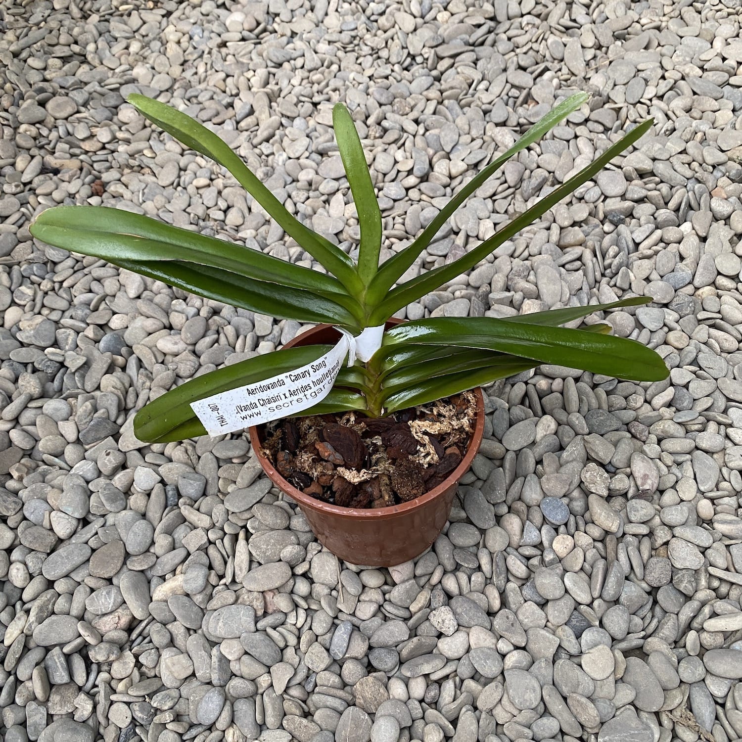 Aeridovanda Lemon Jasmin (Vanda Chaisiri x Aerides houlletiana)
