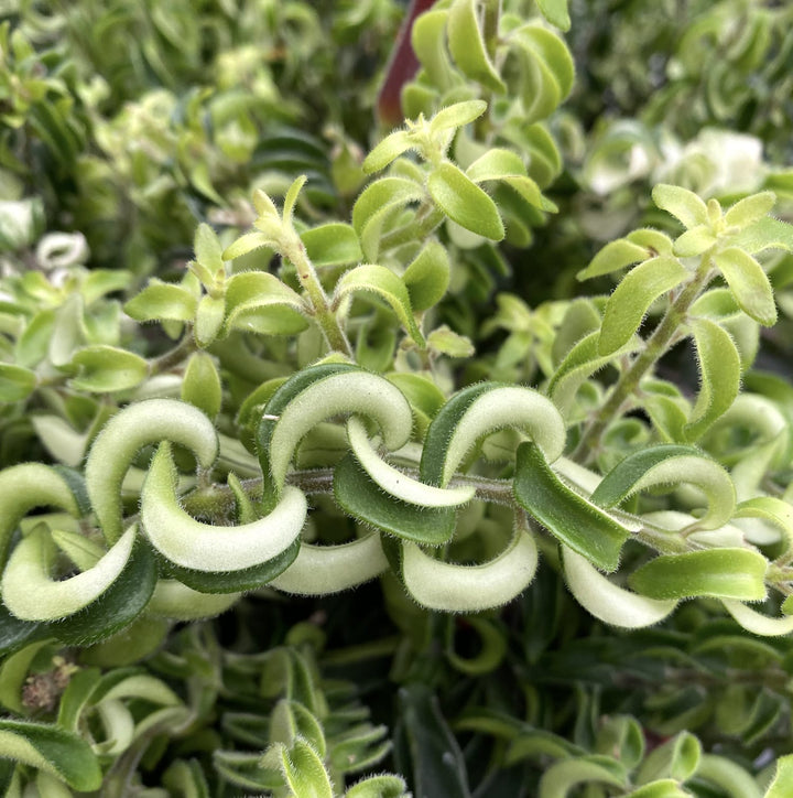 Aeschynanthus Twister - Lipstick plant (Planta Ruj) 3 plante/ghiveci