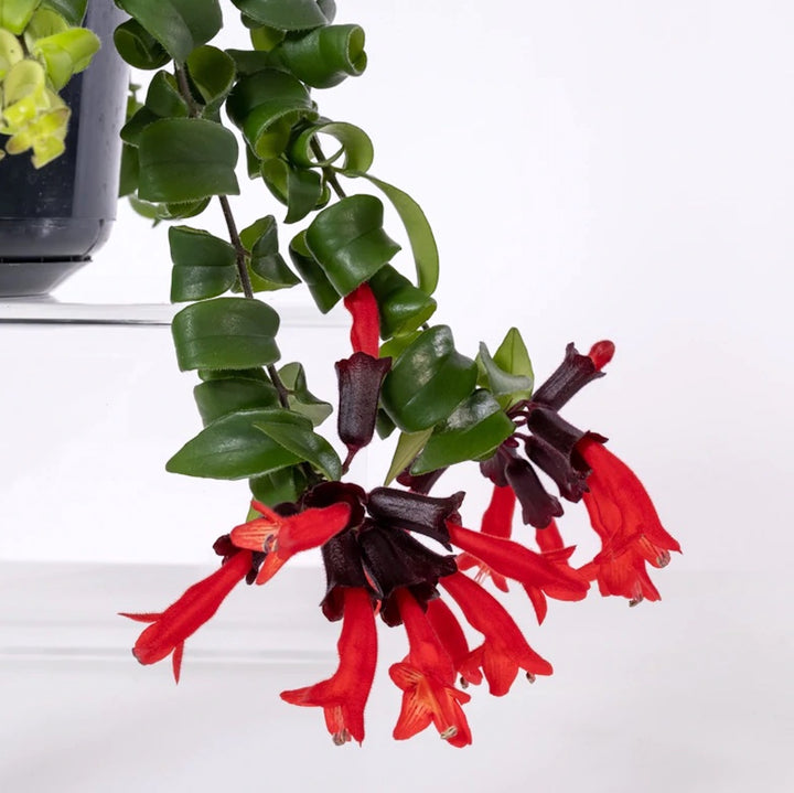 Aeschynanthus 'Rasta' (Lipstick plant)