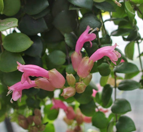 Aeschynanthus 'Thai Pink' ('Rosa Lippenstiftpflanze')