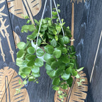 Aeschynanthus 'Thai Pink' ('Ružová rúžová rastlina')