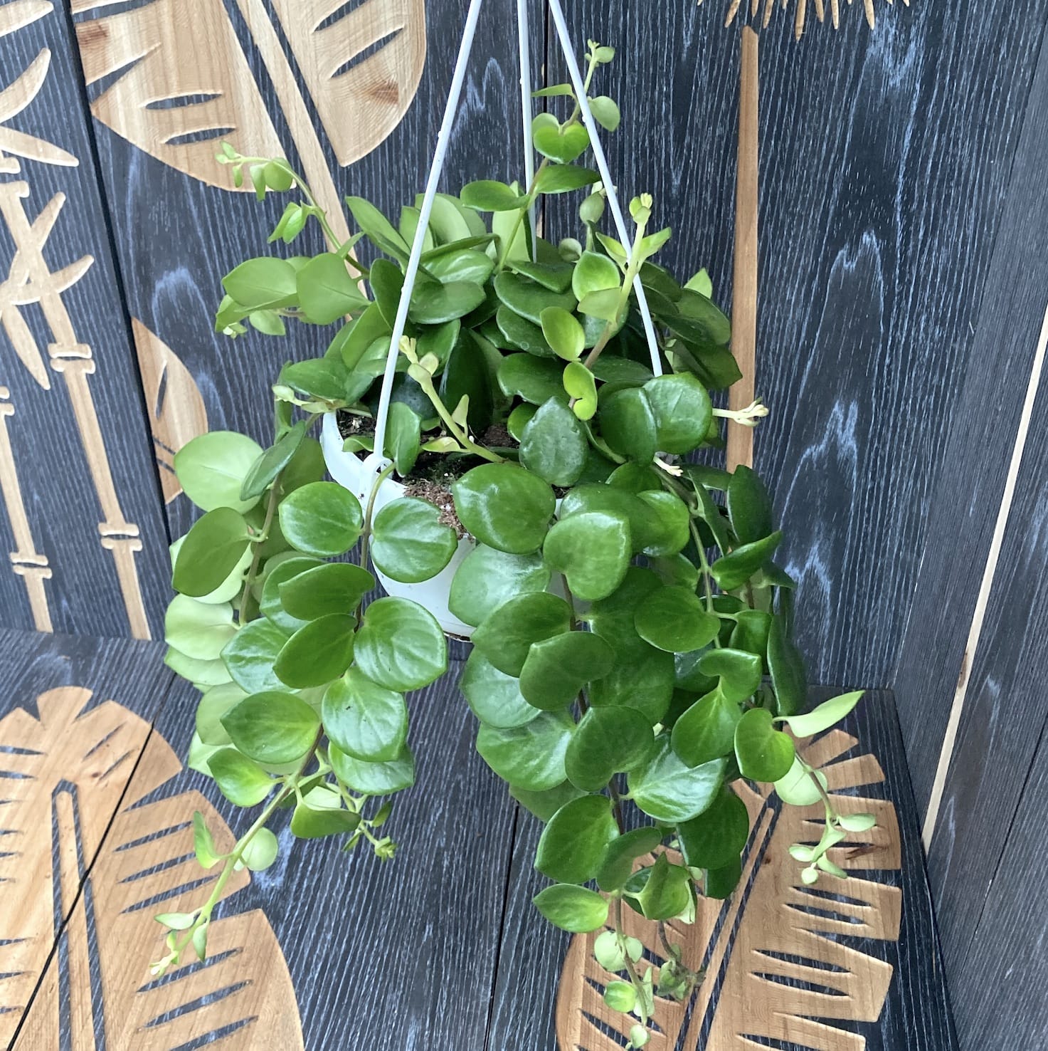 Aeschynanthus 'Thai Pink' ('Pink Lipstick plant')